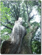 生田の森の巨木