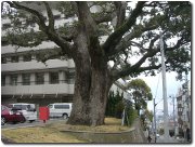 労災病院の巨木