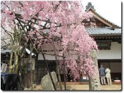 念仏寺　本堂と桜