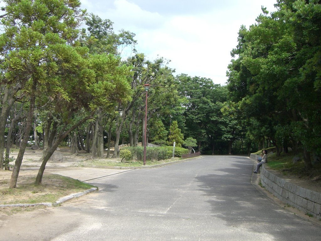 大倉山公園の木の緑
