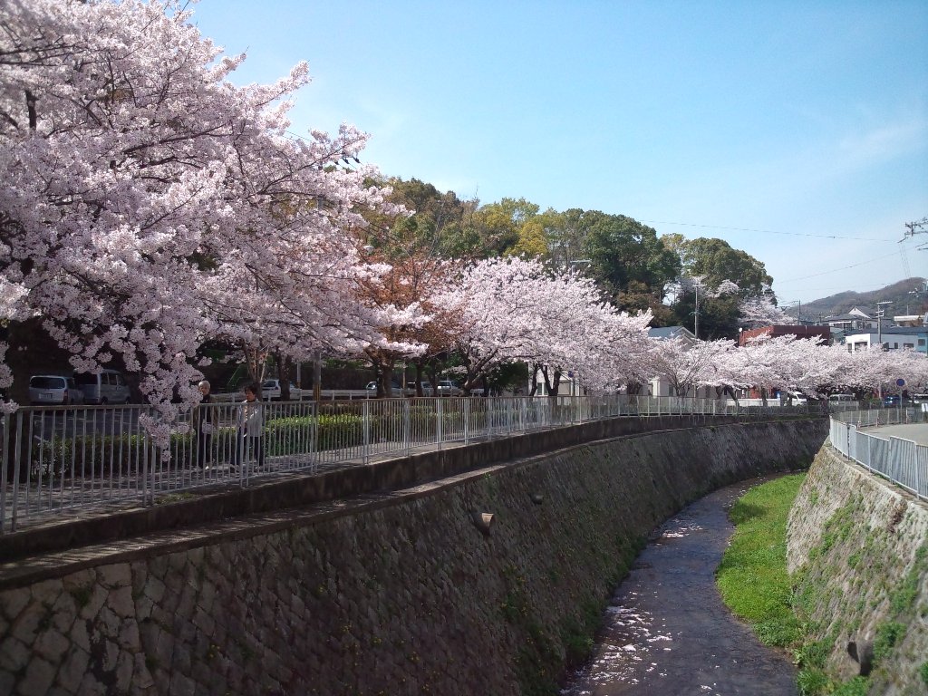 宇治川沿いの桜並木