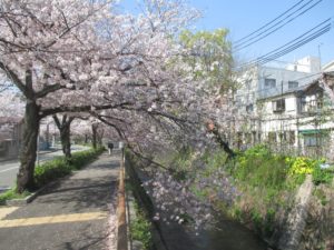 神戸　宇治川の桜 2017