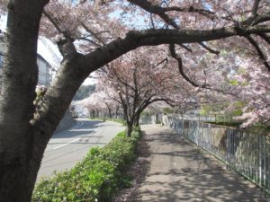 神戸　宇治川の桜 2017