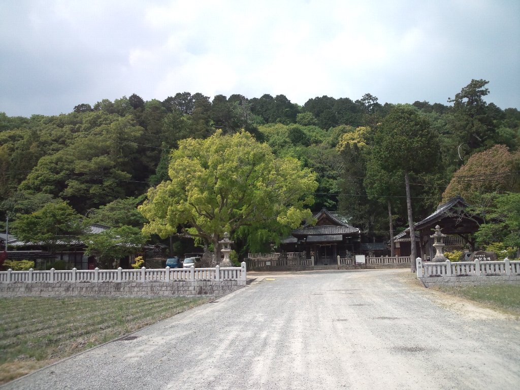 六条八幡神社　拝殿とイチョウの巨木