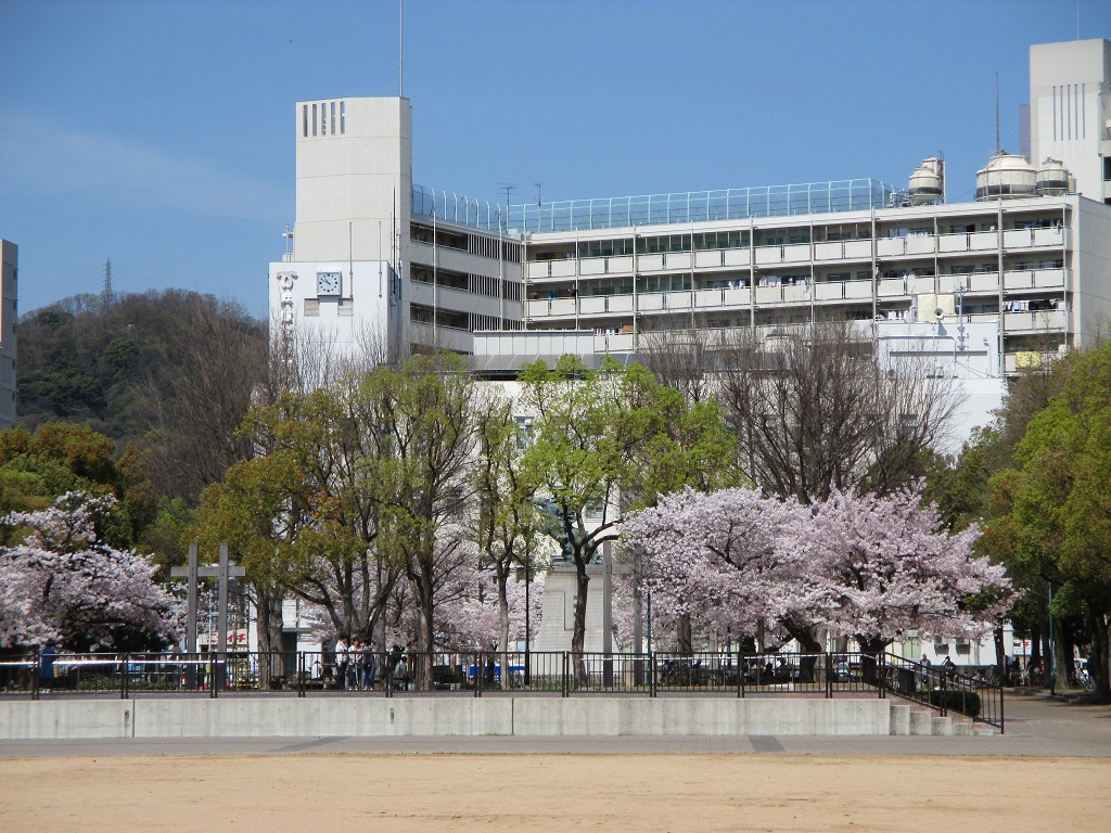 湊川公園 桜