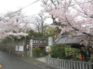 一宮神社　桜