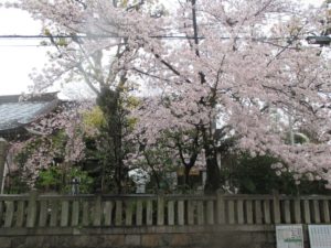 一宮神社　桜